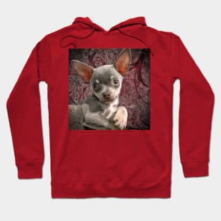 Cheeky Chihuahua Pose Cute Face art Hoodie